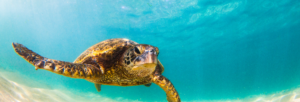 Sea-Turtle-Background